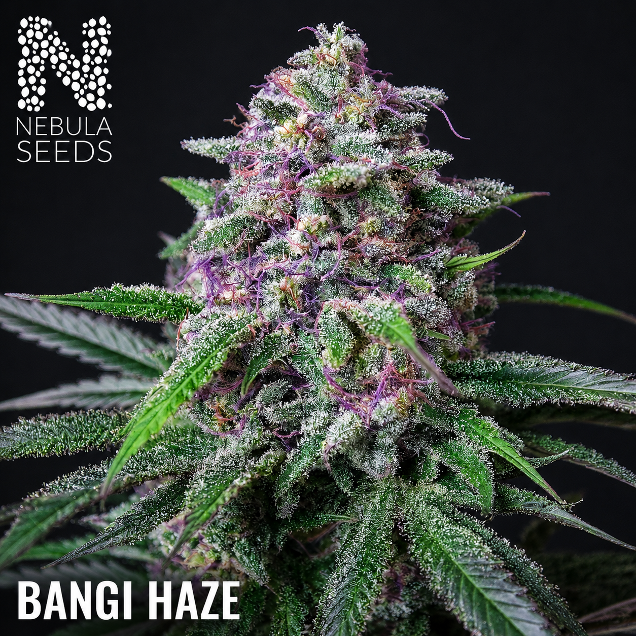 Bangi Haze Feminized Cannabis Seeds South Africa | Nebula Seeds