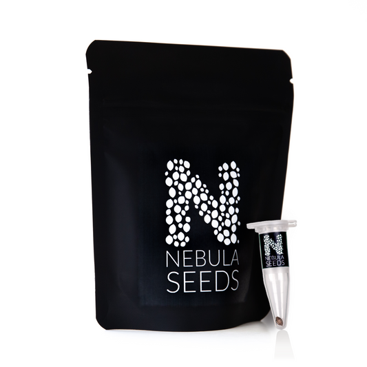 Buy a single pack of premium cannabis seeds from Nebula Seeds, perfect for genetic preservation and collectors. Shop online for top-quality souvenir seeds
