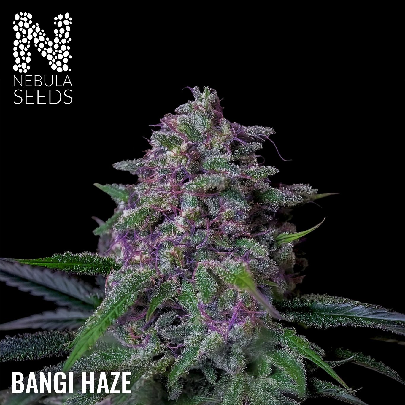 Bangi Haze South African Cannabis seedbank Nebula Seeds