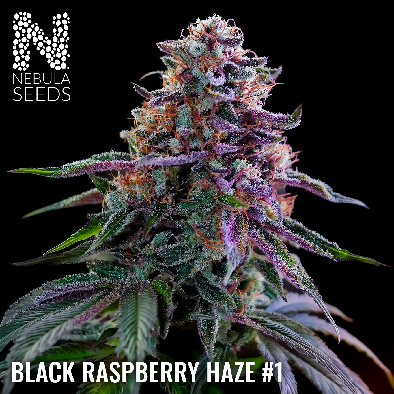 Black Raspberry Haze #1 Feminized