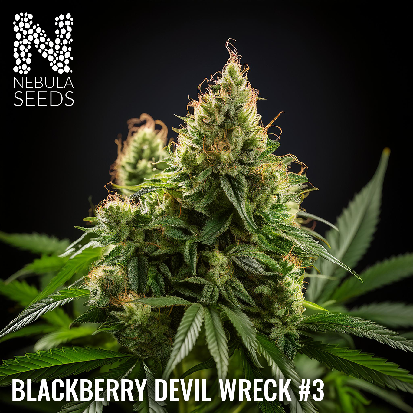 Blackberry Devil Wreck #3 Feminized