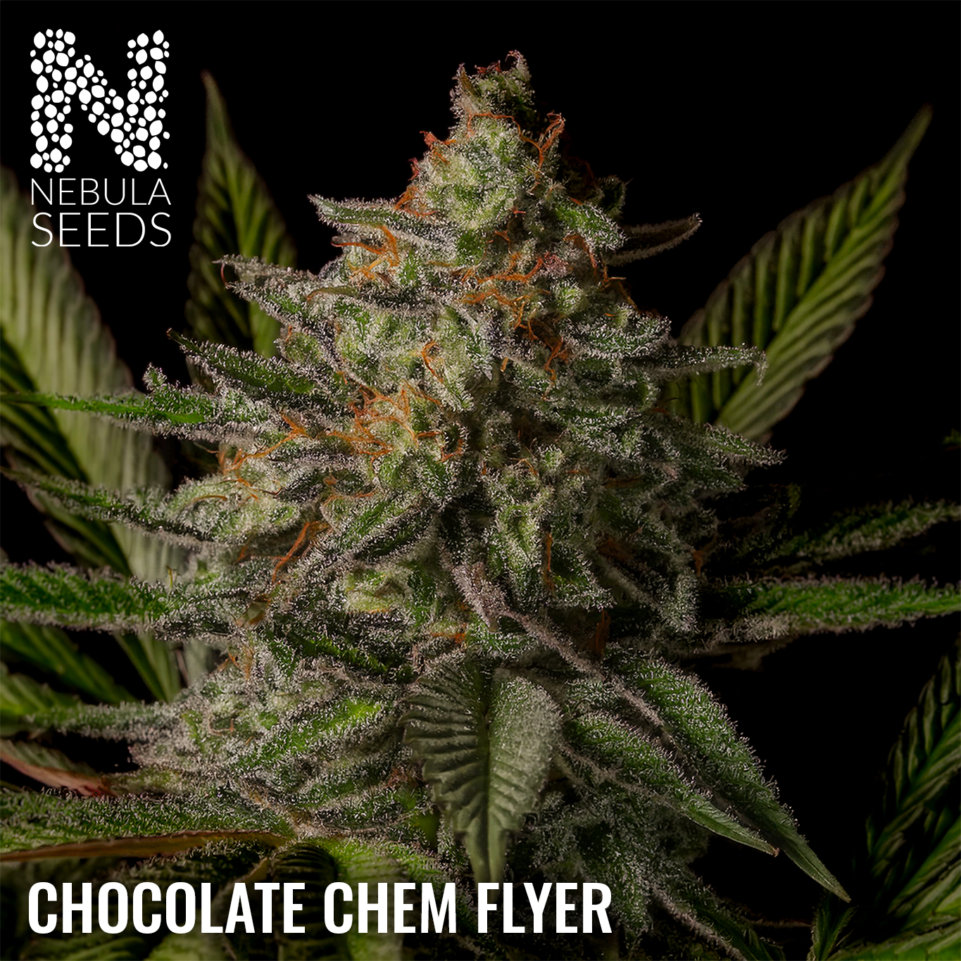 Chocolate Chem Flyer Feminized
