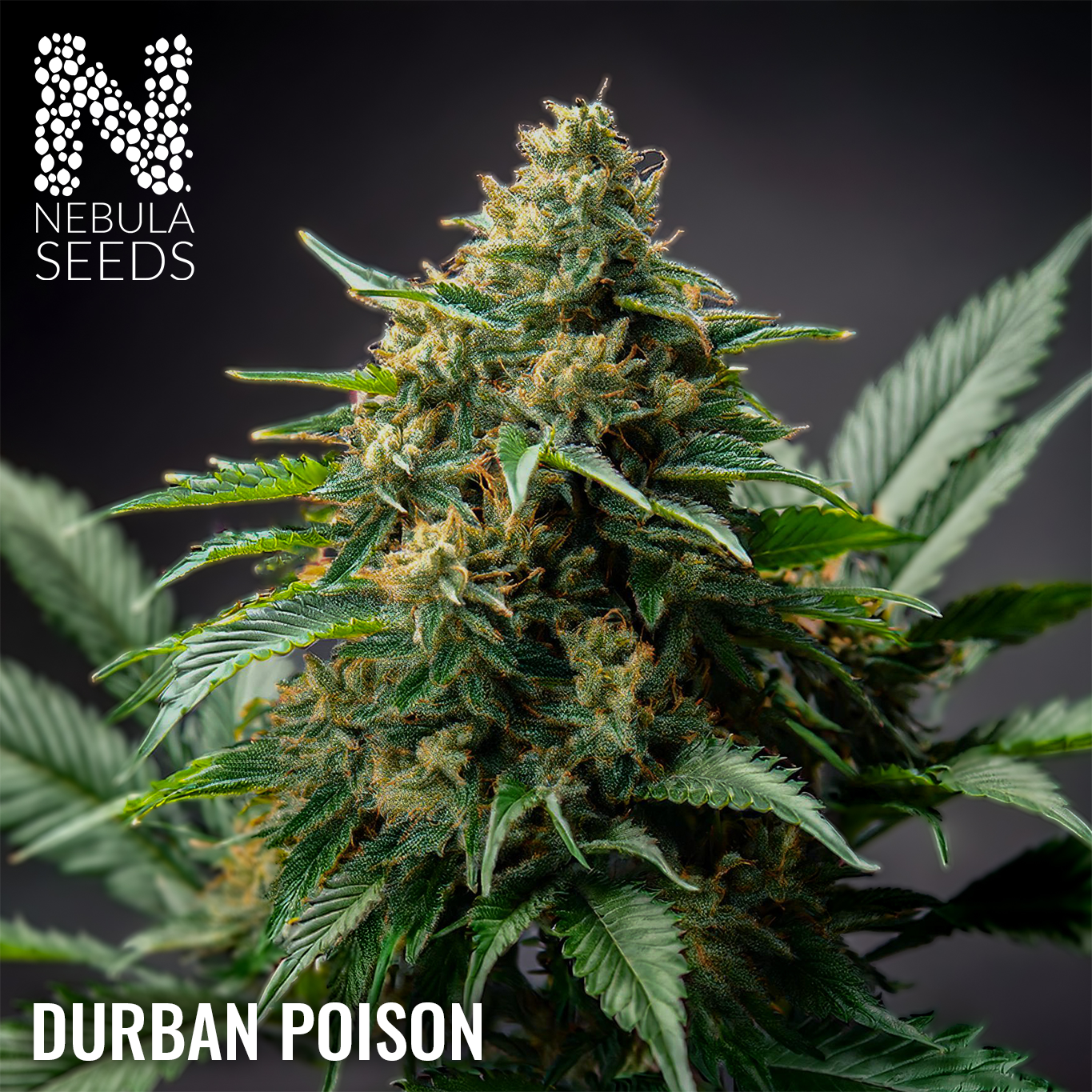 Durban Poison Regular