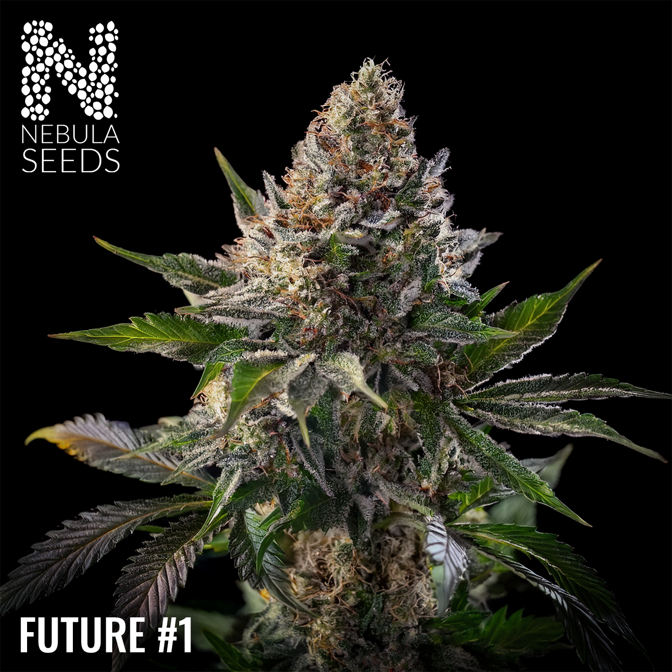 Future #1 Feminized
