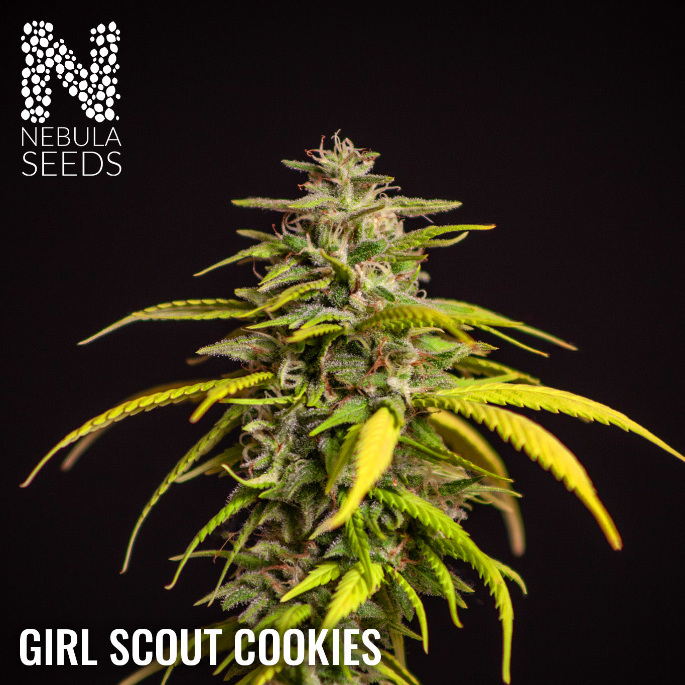 Girl Scout Cookies Regular