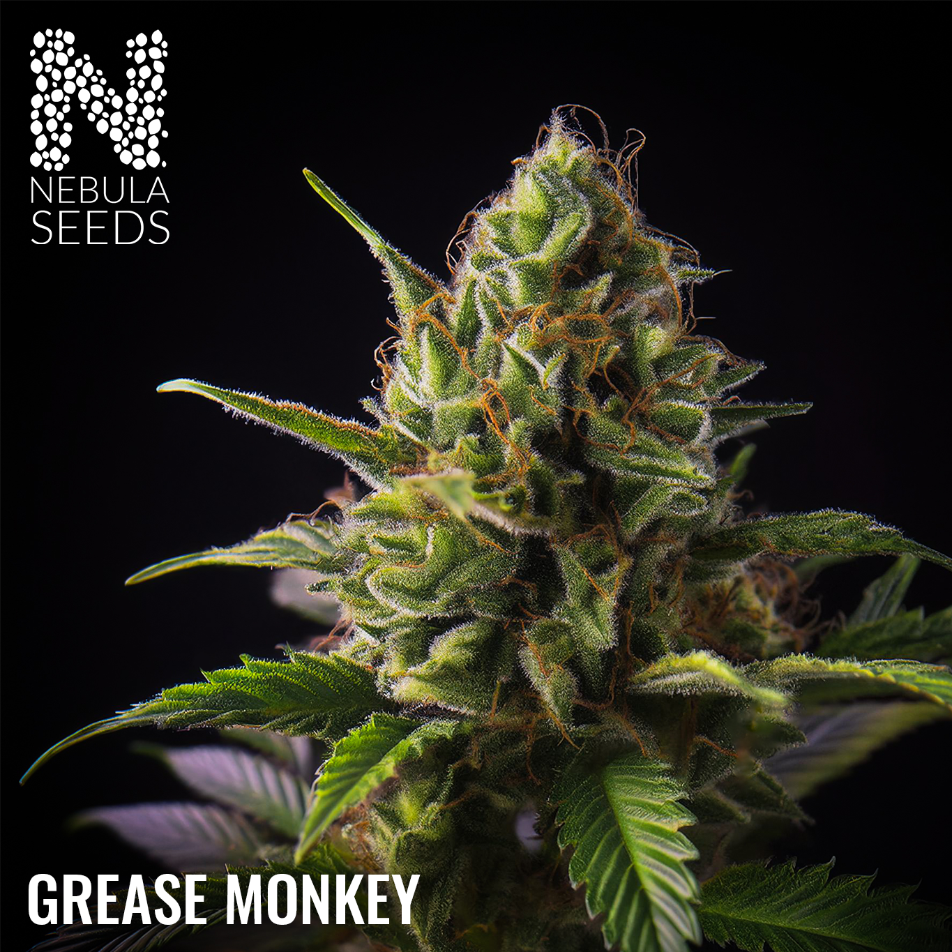 Grease Monkey Regular
