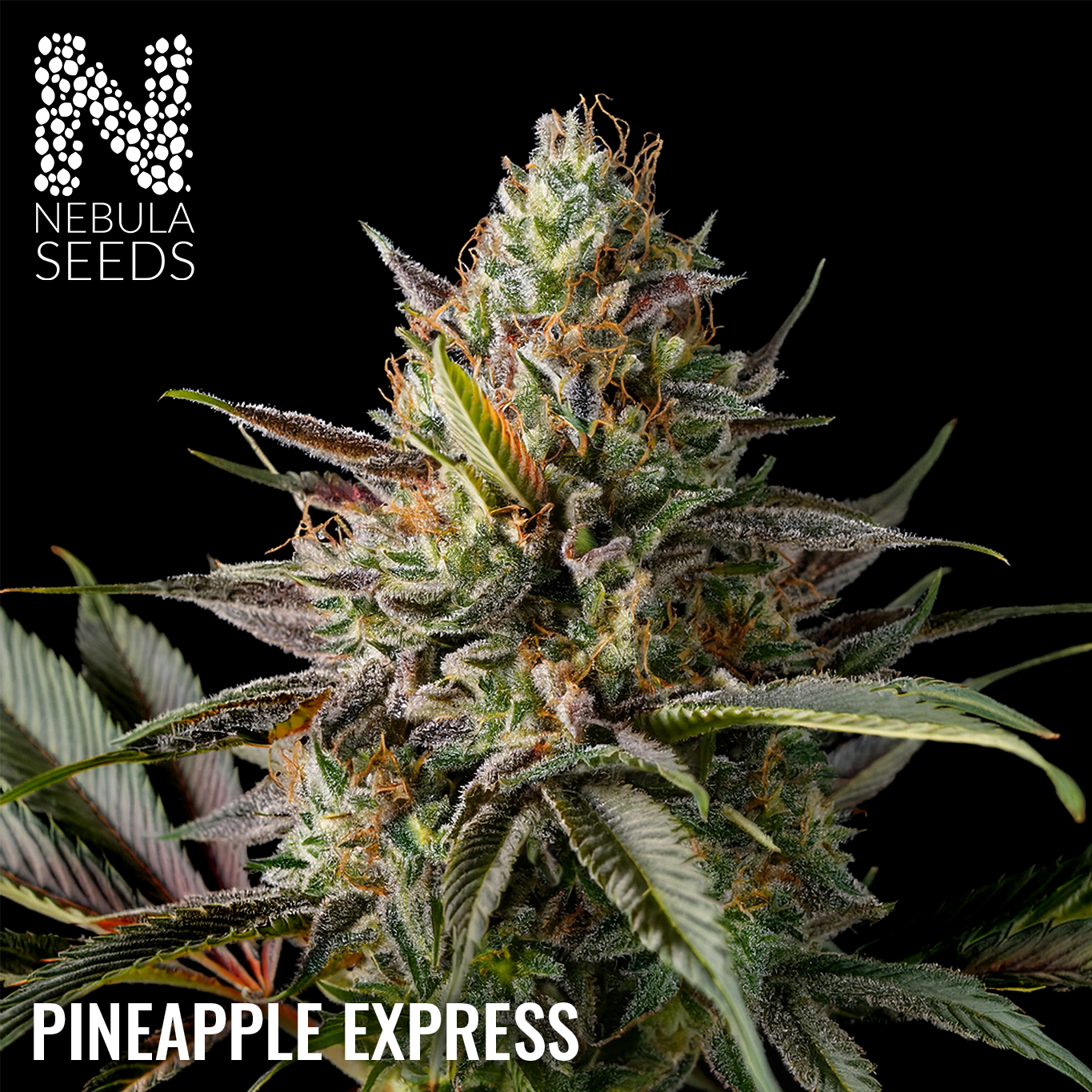 Pineapple Express Regular