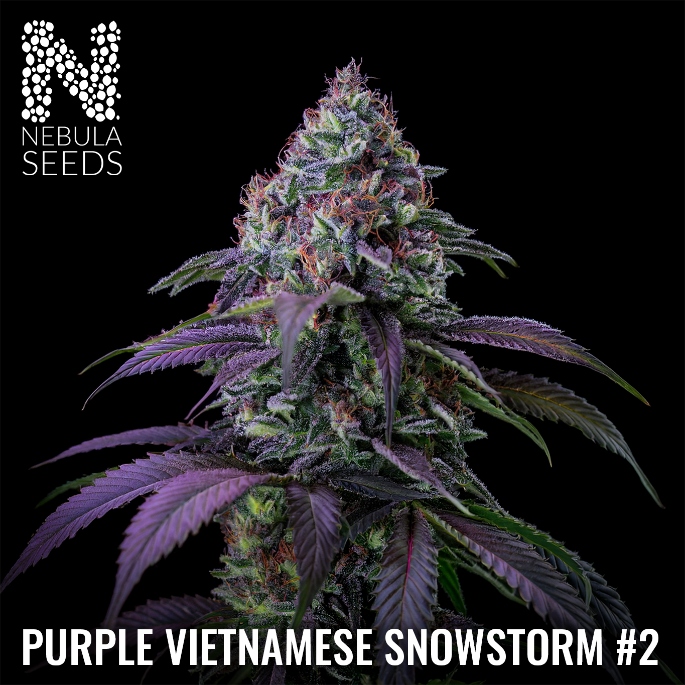Purple Vietnamese Snowstorm #2 Feminized