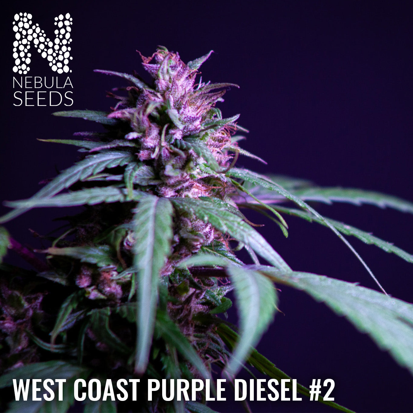 West Coast Purple Diesel #2 Regular