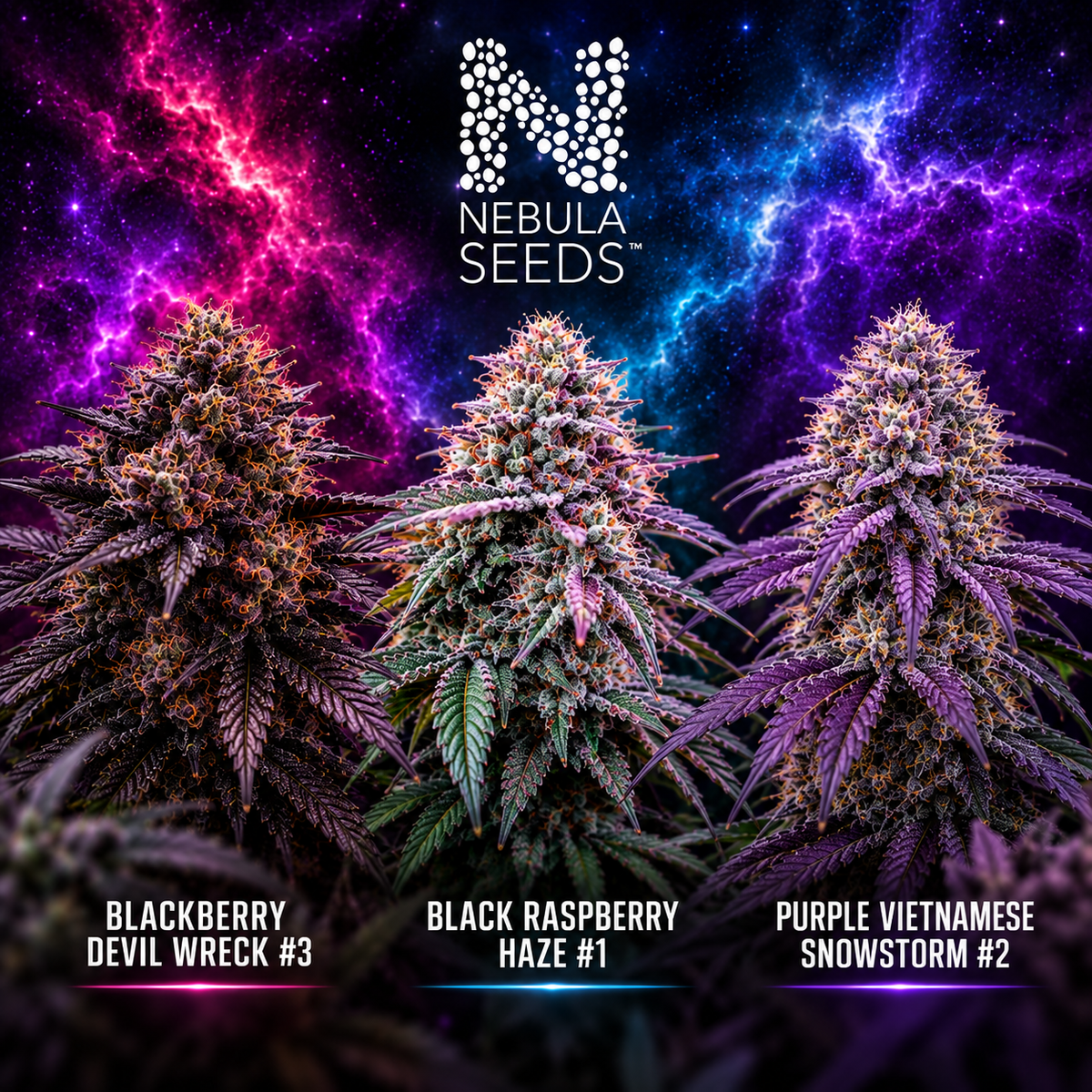 Snow High Bundle – 3 Strains
