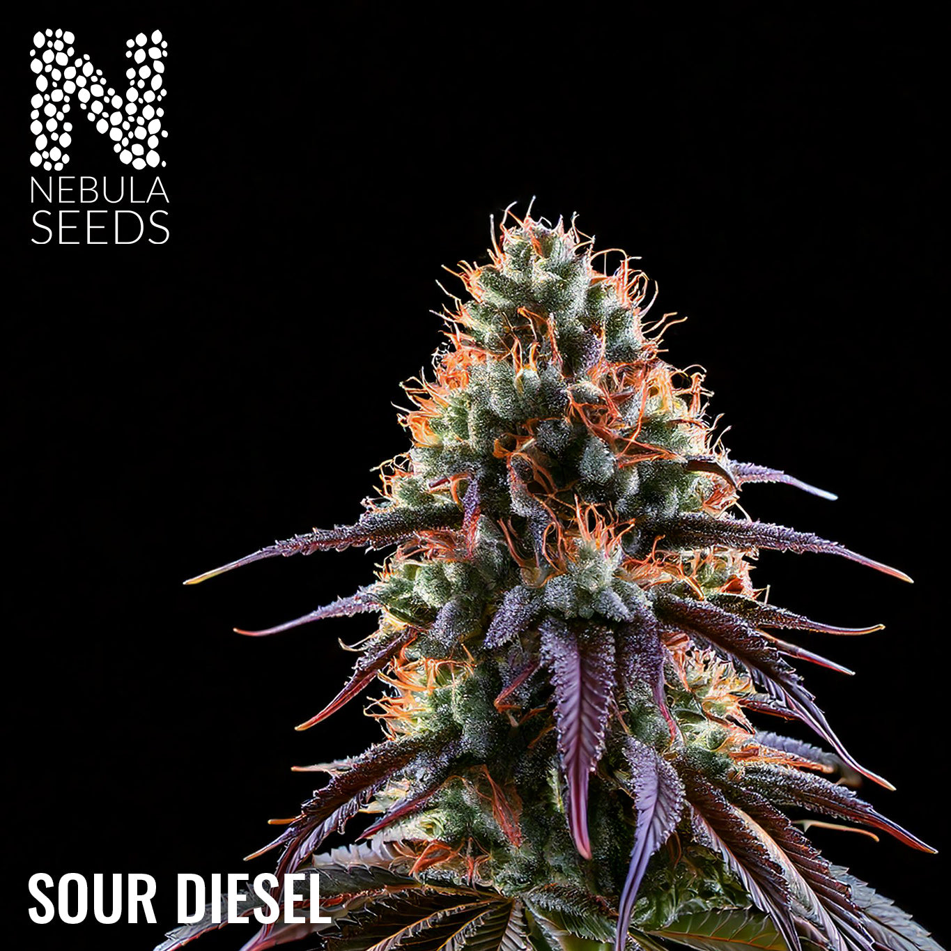 Sour Diesel Regular cannabis seeds for sale at Nebula Seeds. Buy cannabis seeds online in South Africa with premium genetics for cultivation.