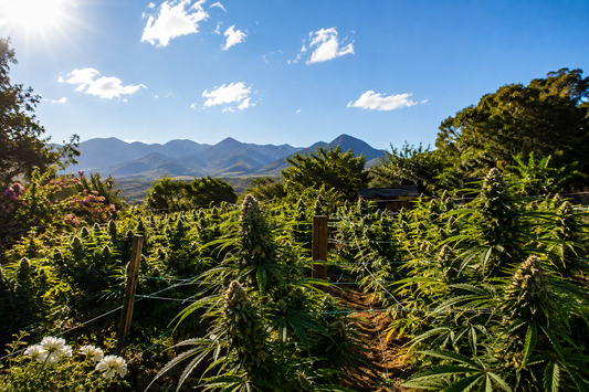 Best Cannabis Seeds for Spring 2026 in South Africa