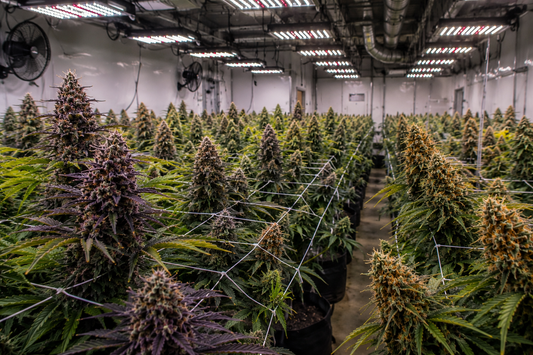 Indoor cannabis plants growing under LED lights in a grow tent during a South African winter