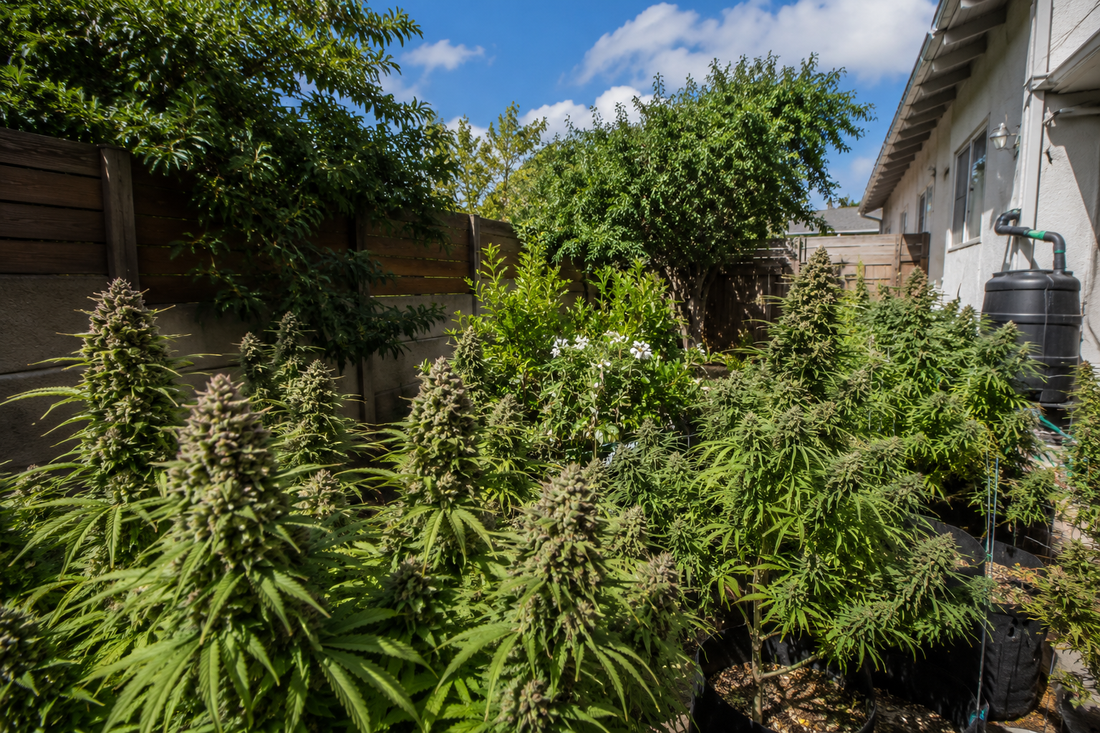 Sativa Cannabis Seeds in South Africa