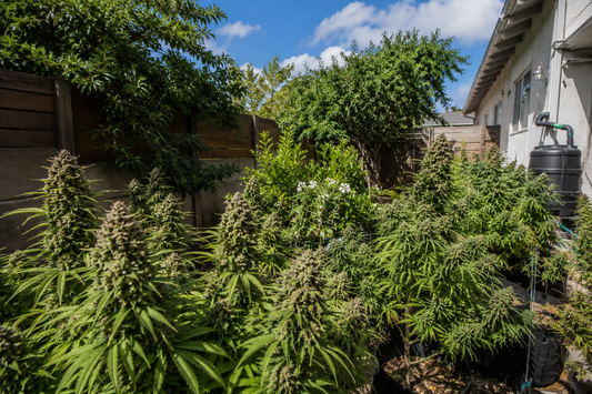 Sativa Cannabis Seeds in South Africa