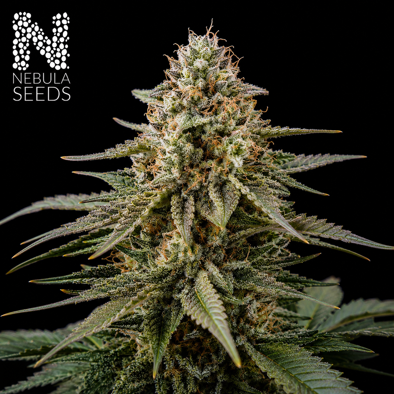 Autoflower Cannabis Seeds Nebula Seeds Buy Cannabis Seeds South Africa