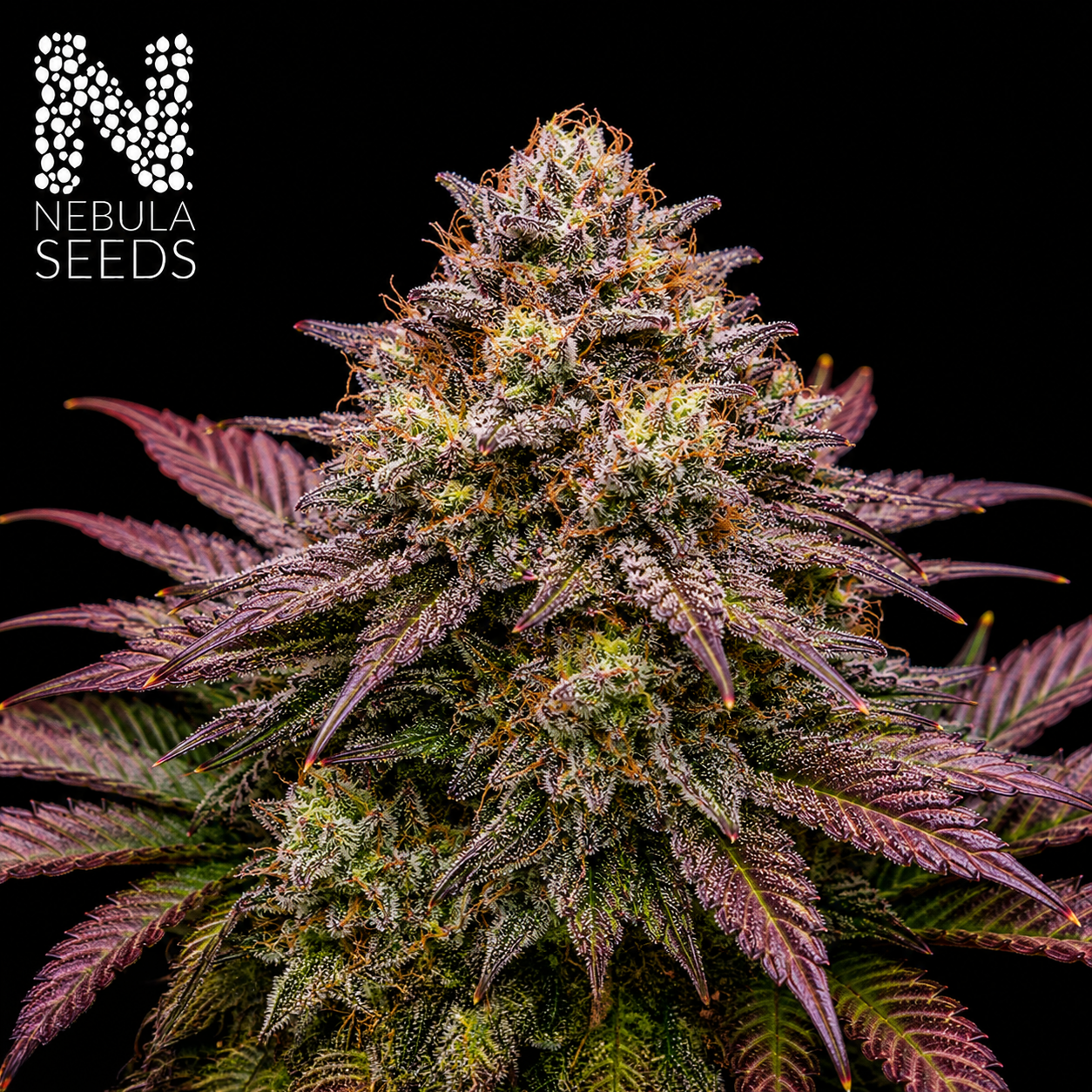 Feminized Cannabis Seeds Nebula Seeds Buy Cannabis Seeds South Africa