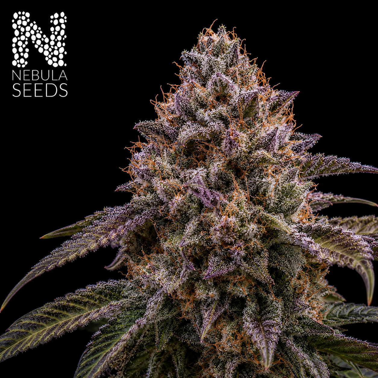 Regular Cannabis Seeds Nebula Seeds Buy Cannabis Seeds South Africa