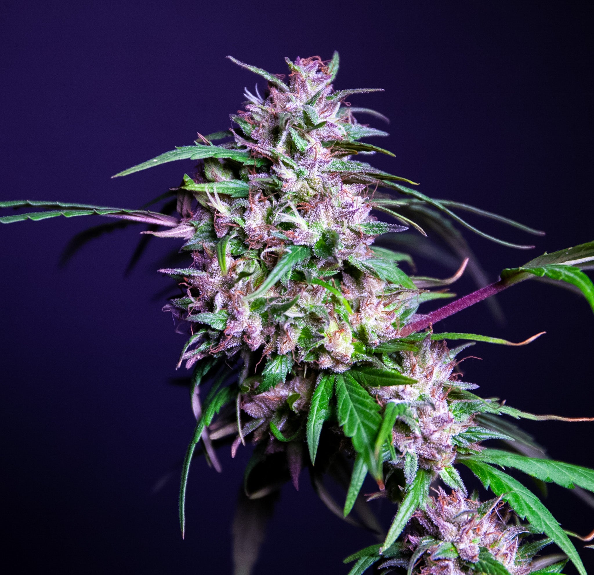 Buy Regular Cannabis Seeds Online in South Africa | Nebula Seeds