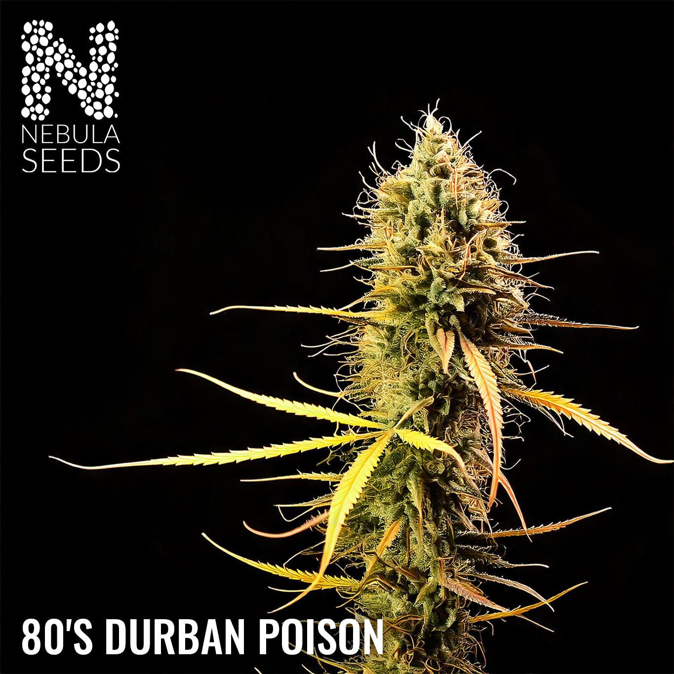 80's Durban Poison Feminized cannabis seeds for sale at Nebula Seeds. Buy cannabis seeds online in South Africa with premium genetics for cultivation.