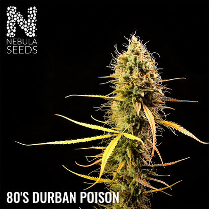 80's Durban Poison Feminized cannabis seeds for sale at Nebula Seeds. Buy cannabis seeds online in South Africa with premium genetics for cultivation.