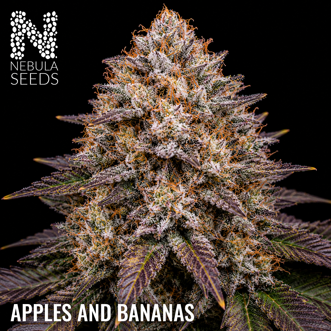 Apples and Bananas - Buy South African Cannabis Seeds Nebula Seeds