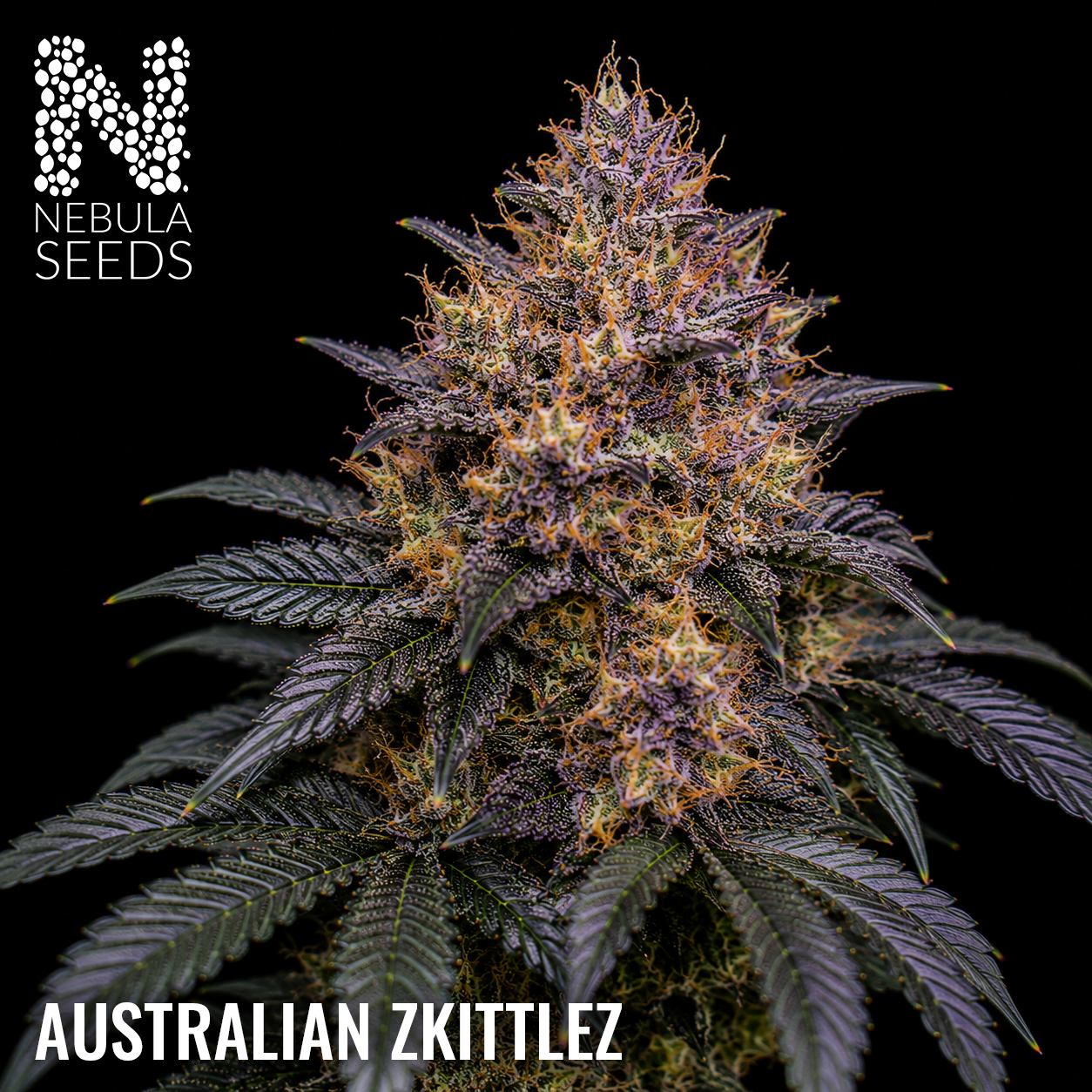 Australian Zkittlez feminized cannabis seeds for sale at Nebula Seeds. Buy cannabis seeds online in South Africa with premium genetics for cultivation