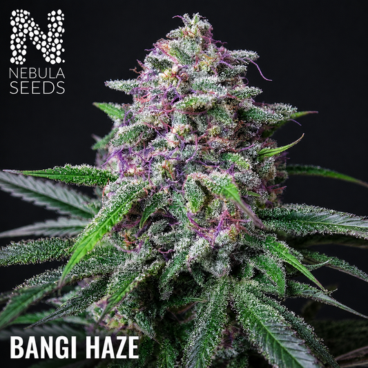 Bangi_Haze_South_African_Cannabis_seedbank_Nebula_Seeds buy cannabis seeds south africa