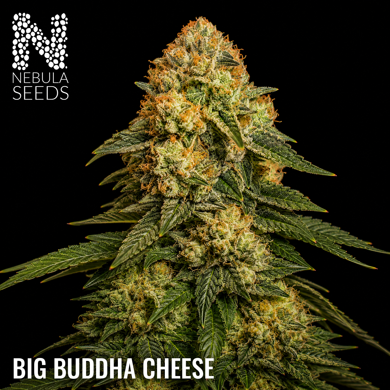 Big Buddha Cheese Feminized cannabis seeds for sale at Nebula Seeds. Buy cannabis seeds online in South Africa with premium genetics for cultivation_