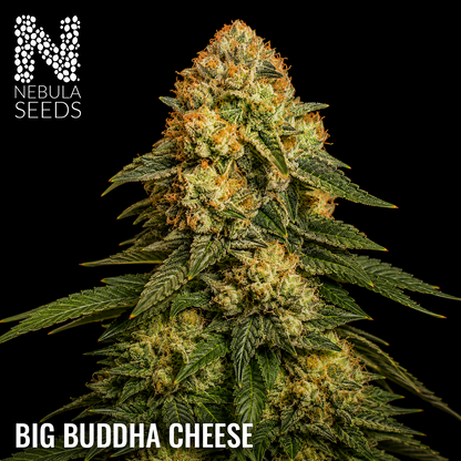 Big Buddha Cheese Feminized cannabis seeds for sale at Nebula Seeds. Buy cannabis seeds online in South Africa with premium genetics for cultivation_
