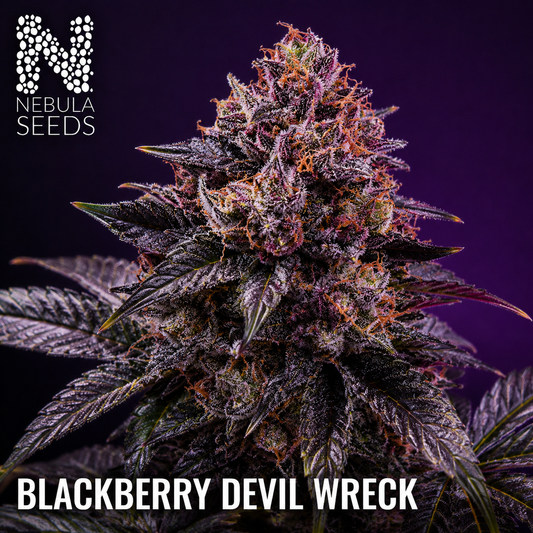 Blackberry Devilwreck - Nebula_Seeds Buy cannabis seeds South Africa weed marijuana