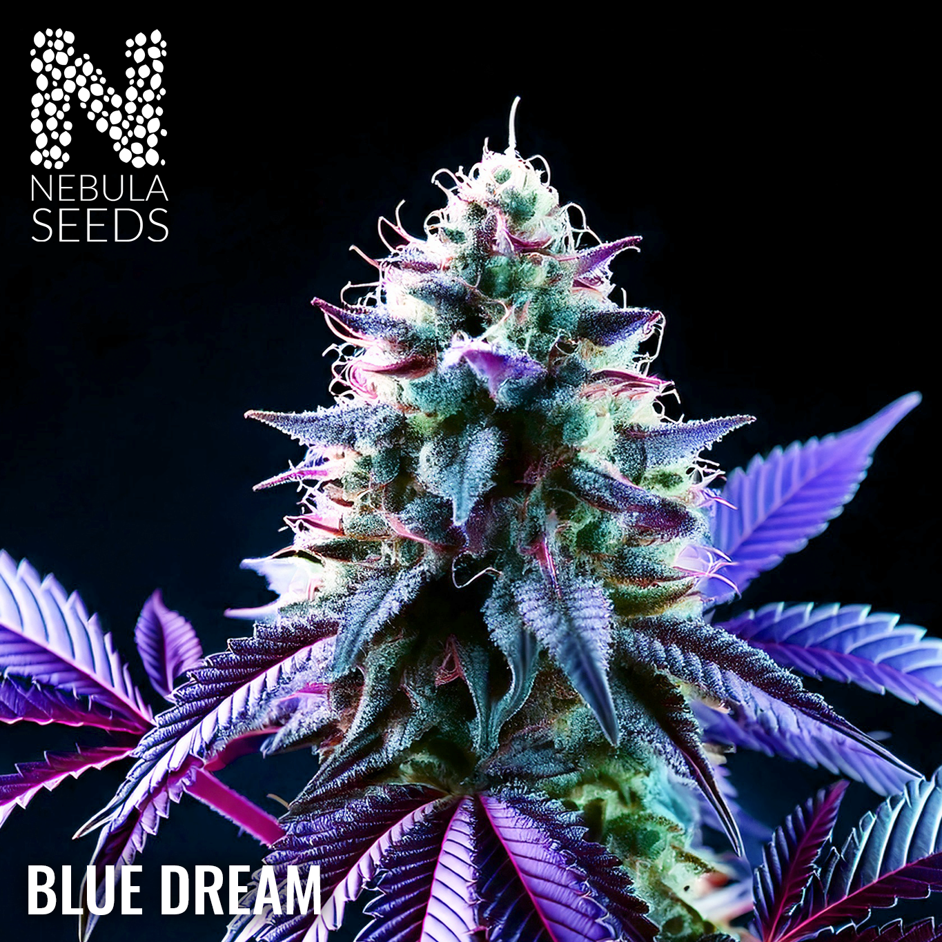 Blue Dream Feminized cannabis seeds for sale at Nebula Seeds. Buy cannabis seeds online in South Africa with premium genetics for cultivation.