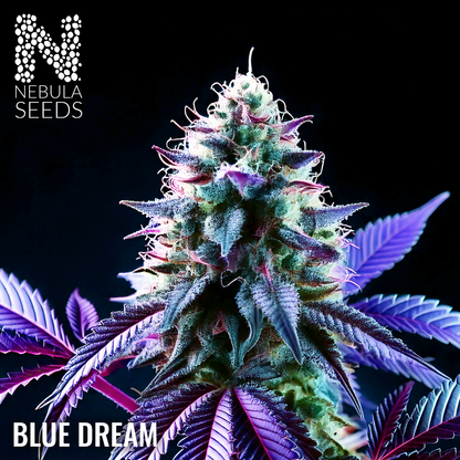 Blue Dream Feminized cannabis seeds for sale at Nebula Seeds. Buy cannabis seeds online in South Africa with premium genetics for cultivation.