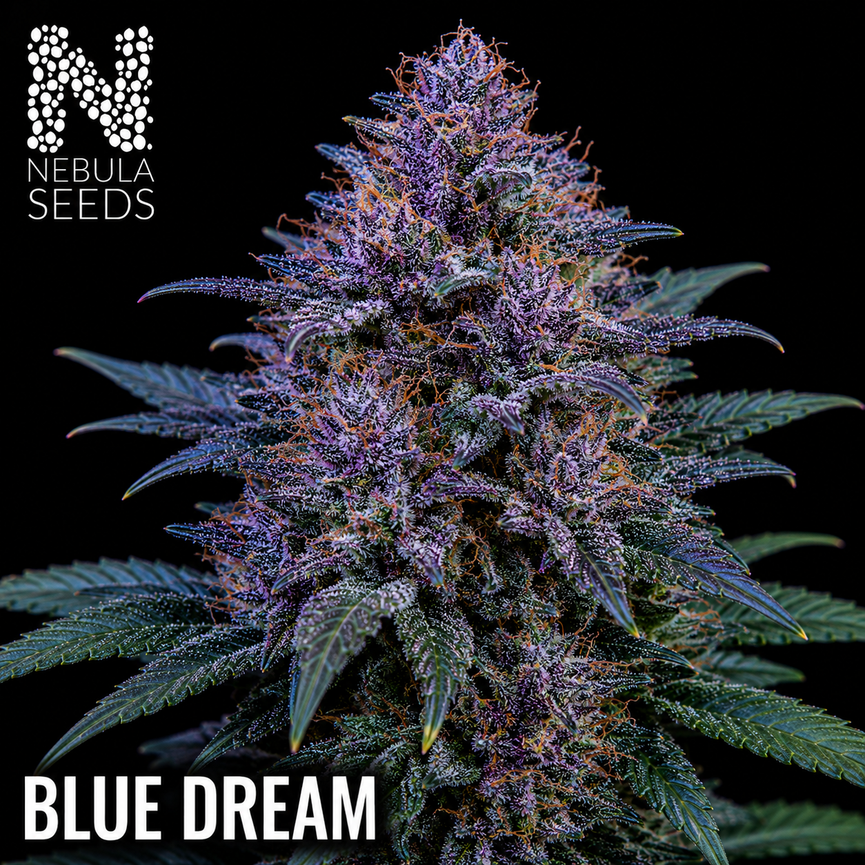 Blue-Dream-Feminized-Cannabis-Seeds-South-Africa