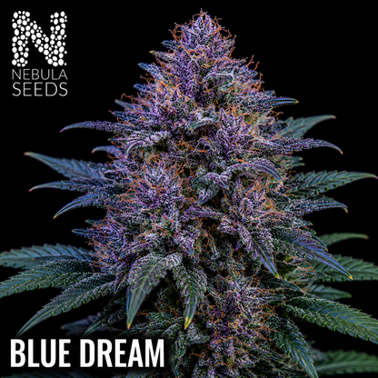 Blue-Dream-Feminized-Cannabis-Seeds-South-Africa