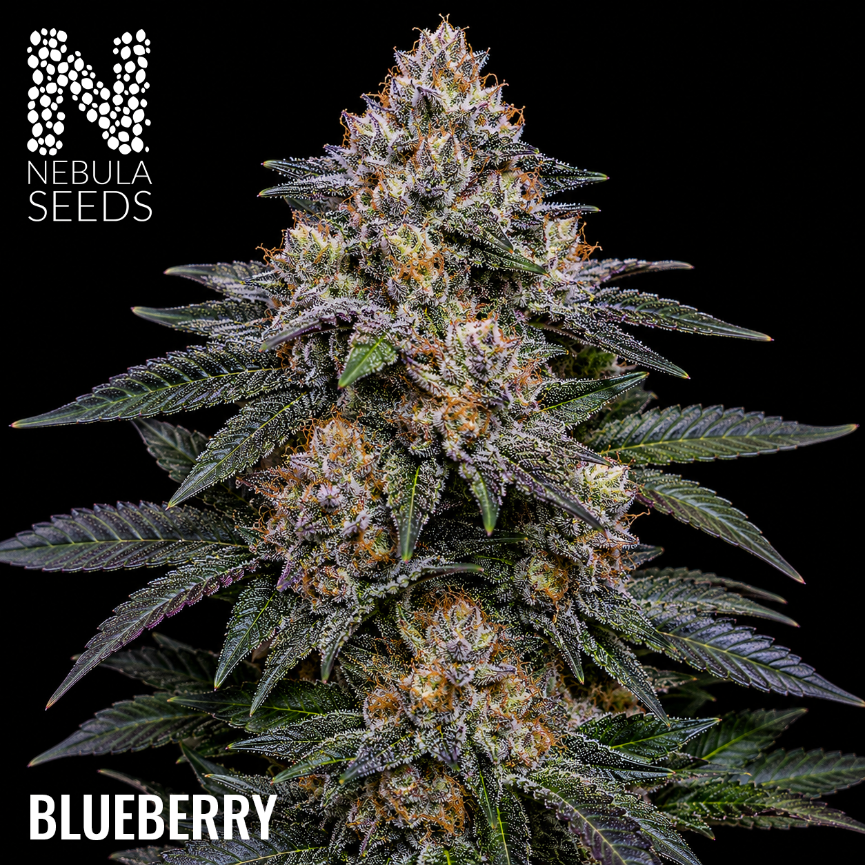 Blueberry Feminized cannabis seeds for sale at Nebula Seeds. Buy cannabis seeds online in South Africa with premium genetics for cultivation