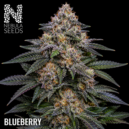 Blueberry Feminized cannabis seeds for sale at Nebula Seeds. Buy cannabis seeds online in South Africa with premium genetics for cultivation