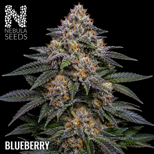 Blueberry Feminized cannabis seeds for sale at Nebula Seeds. Buy cannabis seeds online in South Africa with premium genetics for cultivation