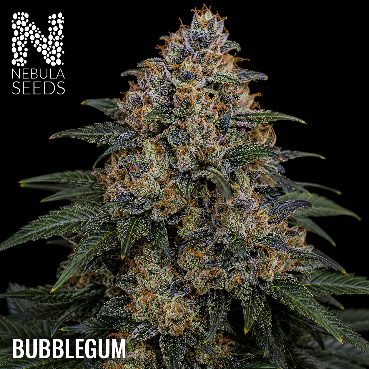 Bubblegum Feminized cannabis seeds for sale at Nebula Seeds. Buy cannabis seeds online in South Africa with premium genetics for cultivation