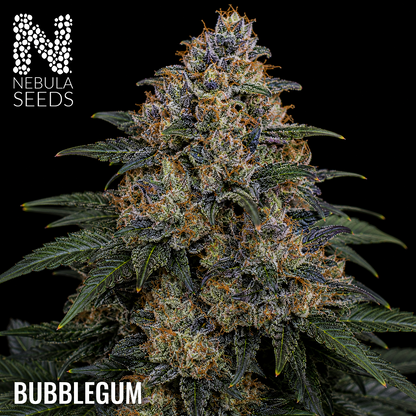 Bubblegum Feminized cannabis seeds for sale at Nebula Seeds. Buy cannabis seeds online in South Africa with premium genetics for cultivation