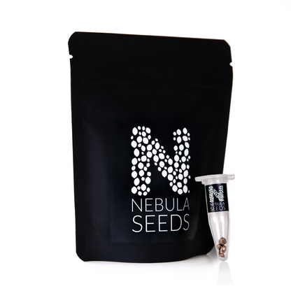 Buy a 5 pack of high-quality cannabis seeds from Nebula Seeds, designed for collectors and genetic preservation. Order online for top-tier cannabis genetics