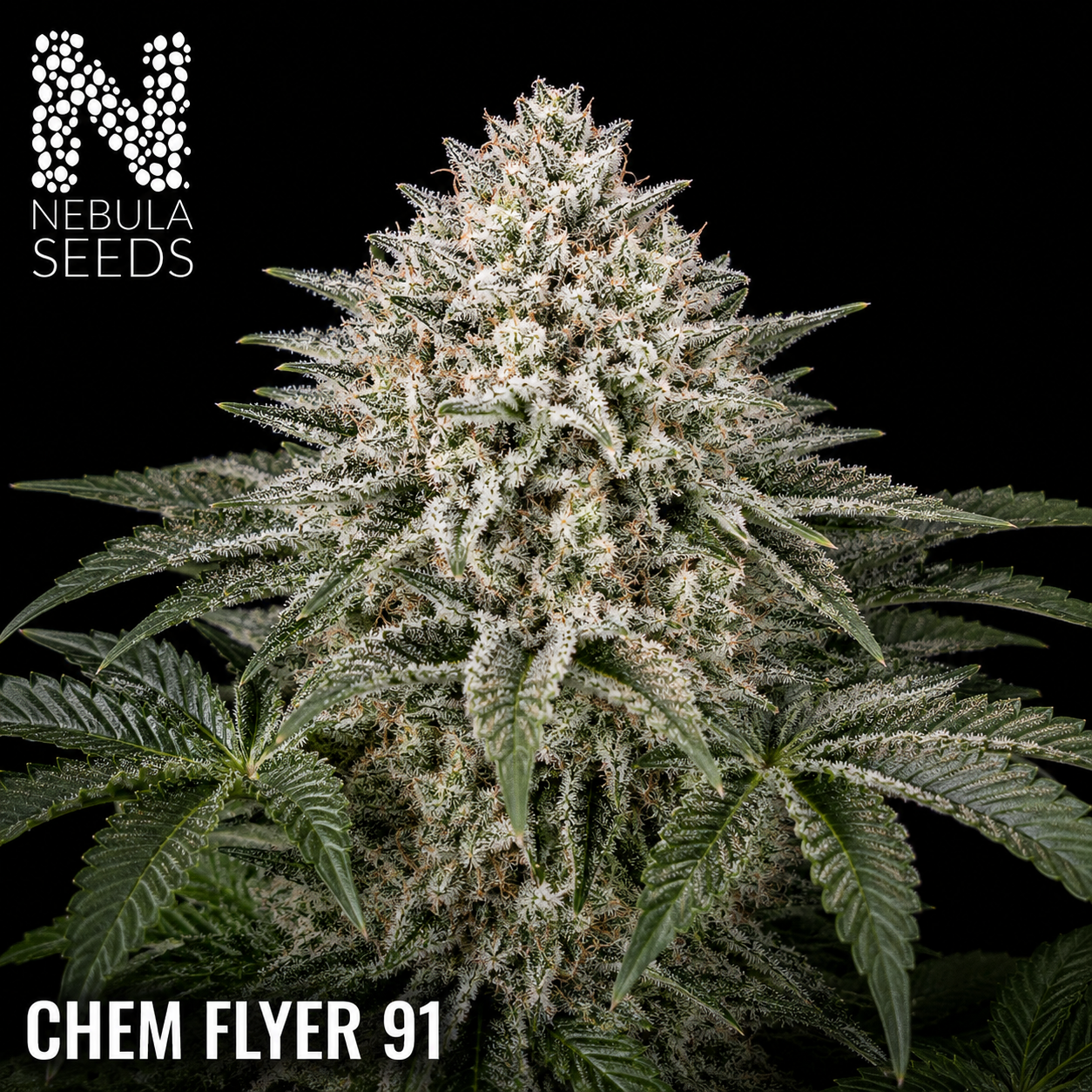 Chem Flyer 91 Nebula Seeds, South African Cannabis Seedbank Nebula Seeds