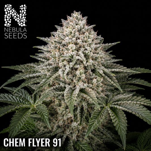 Chem Flyer 91 Nebula Seeds, South African Cannabis Seedbank Nebula Seeds
