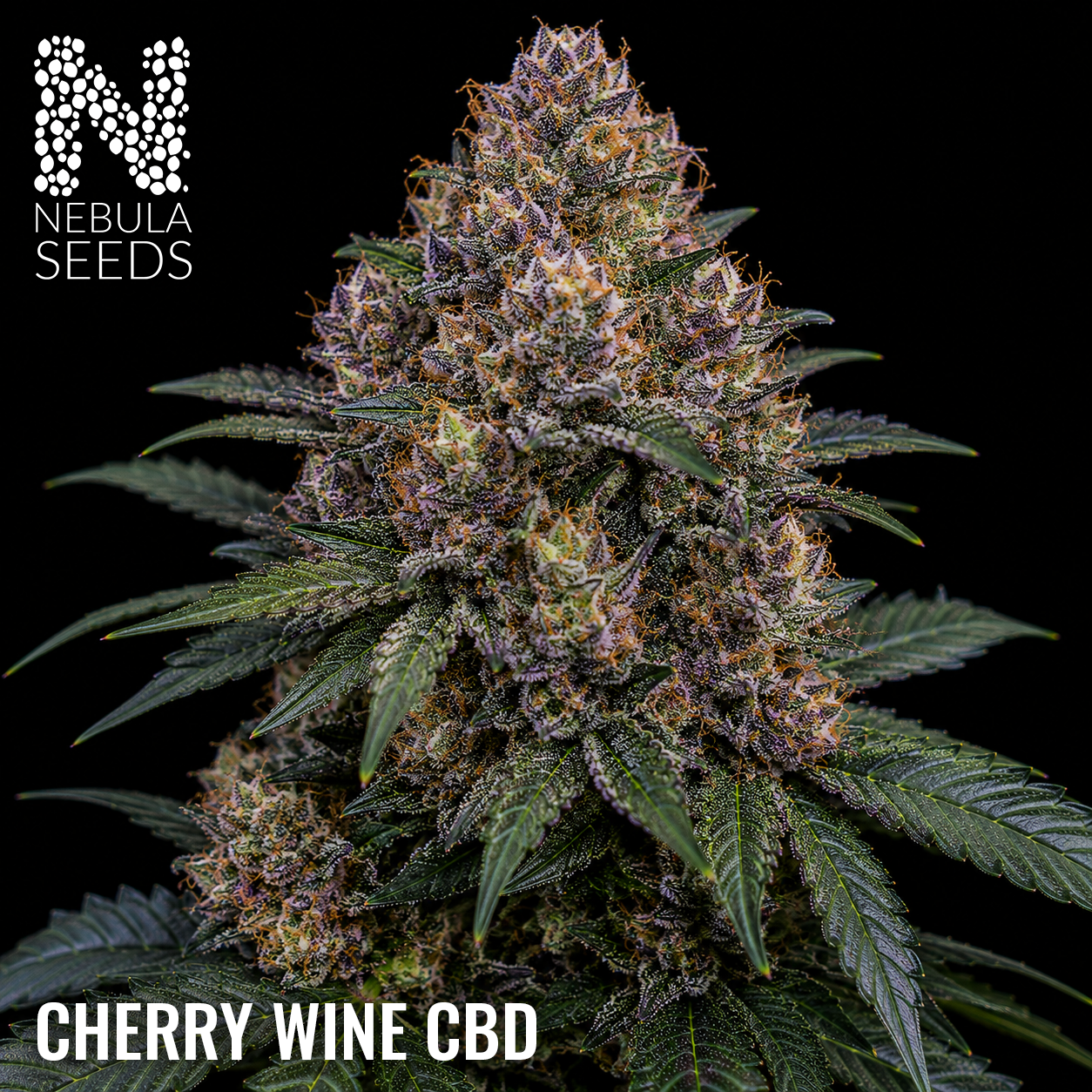 Cherry Wine CBD feminized cannabis seeds for sale at Nebula Seeds. Buy cannabis seeds online in South Africa with premium genetics for cultivation