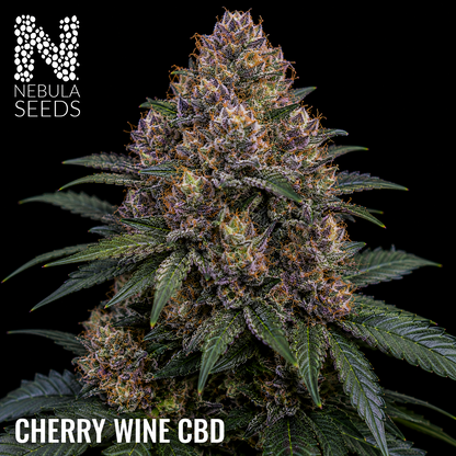 Cherry Wine CBD feminized cannabis seeds for sale at Nebula Seeds. Buy cannabis seeds online in South Africa with premium genetics for cultivation