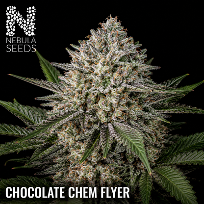 Nebula Seeds - Chocolate Chem Flyer