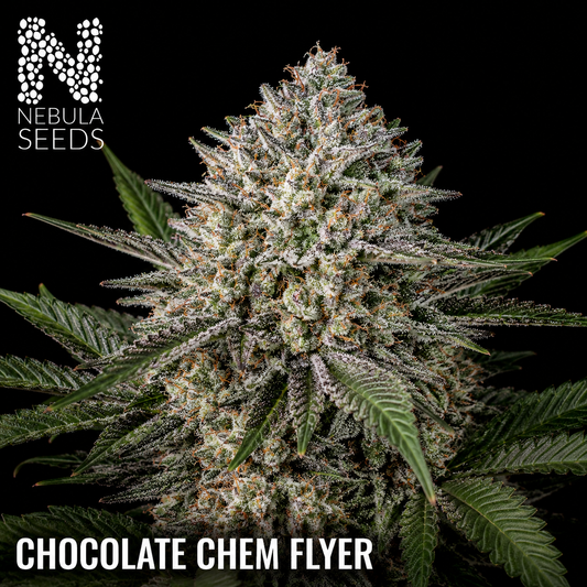 Nebula Seeds - Chocolate Chem Flyer