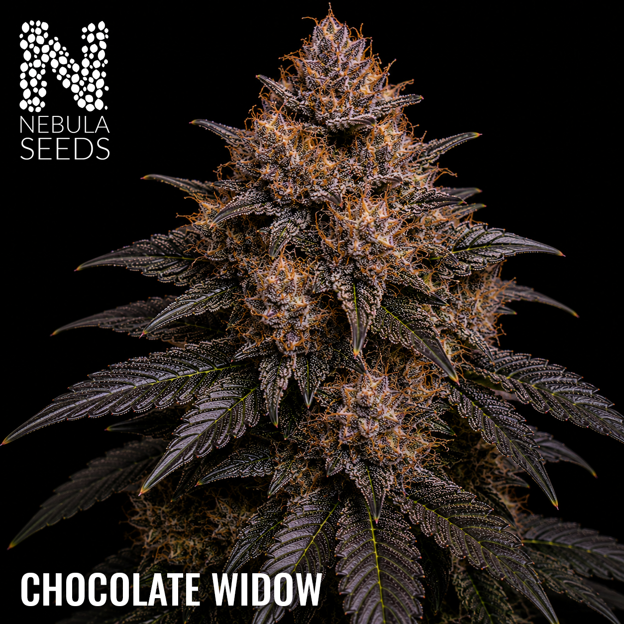 Chocolate Widow Feminized cannabis seeds for sale at Nebula Seeds. Buy cannabis seeds online in South Africa with premium genetics for cultivation