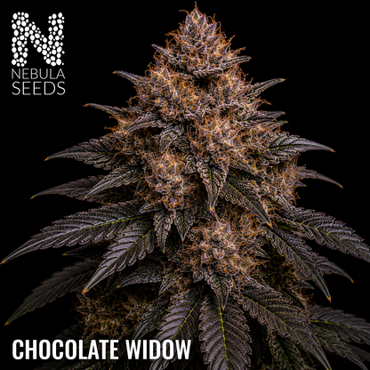 Chocolate Widow Feminized cannabis seeds for sale at Nebula Seeds. Buy cannabis seeds online in South Africa with premium genetics for cultivation
