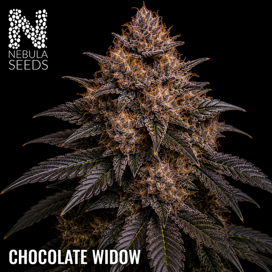 Chocolate Widow Feminized cannabis seeds for sale at Nebula Seeds. Buy cannabis seeds online in South Africa with premium genetics for cultivation